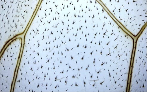 Beaverlab Darwin MX Pro