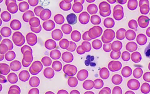 Beaverlab Darwin MX Pro