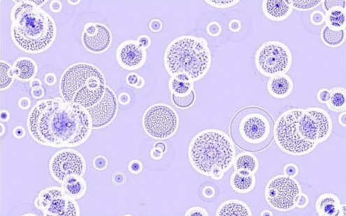 Beaverlab Darwin MX Pro