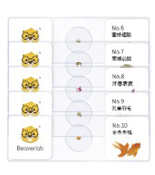 Beaverlab Darwin MX Pro